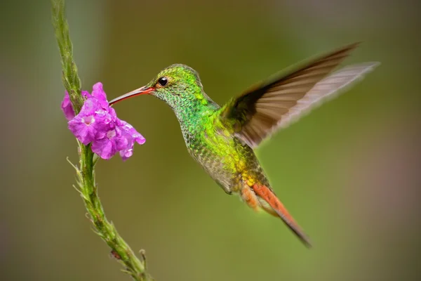 Rufous-tailed Hummingbird — стоковое фото