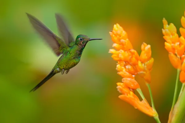 Empress brilliant hummingbird — стоковое фото