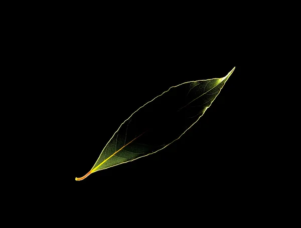 Зеленый лавровый лист — стоковое фото