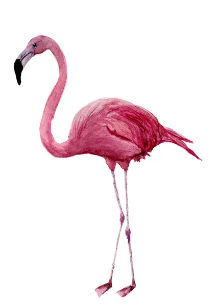 Акварель фламинго. Иллюстрация экзотические болотных птиц, изолированные на белом фоне. Дизайн, печать или фон — стоковое фото