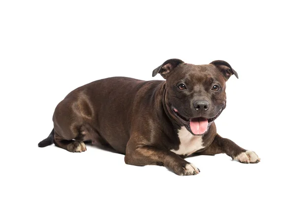 Симпатичные pitbull собака — стоковое фото