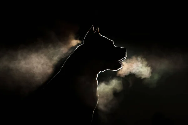 Силуэт Порода Собак Породы Американский Стаффордширский Терьер Подсветки Черном Фоне — стоковое фото