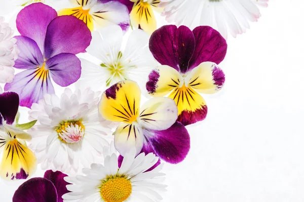 Красочные анютины глазки цветы — стоковое фото