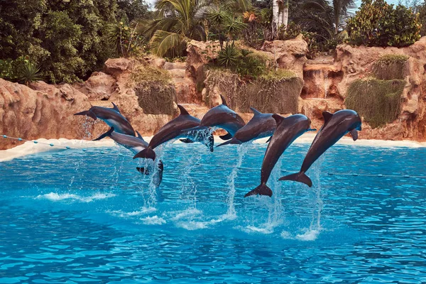 Дельфины Выполняют Время Шоу Дельфинов Тренеров Национальный Зоопарк — стоковое фото