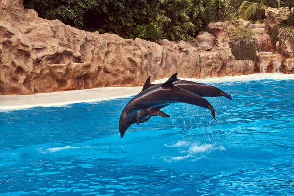 Дельфины Выполняют Время Шоу Дельфинов Тренеров Национальный Зоопарк — стоковое фото