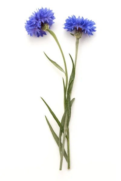 Василек синий трава — стоковое фото