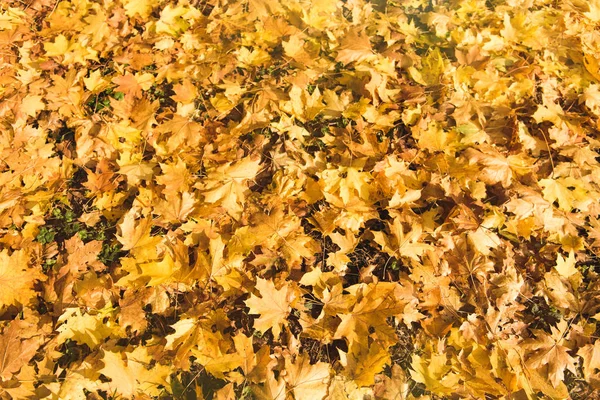 Опавшие кленовые листья Стоковое Изображение