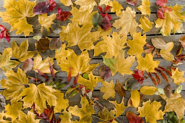 Рассеянные осенние листья Стоковое Фото