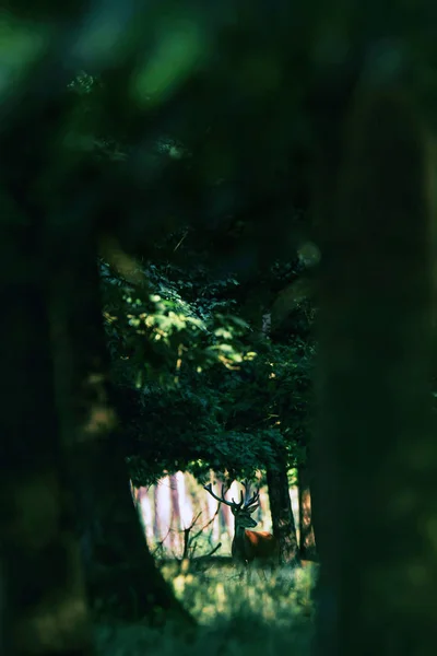 Темный лес с оленями — стоковое фото