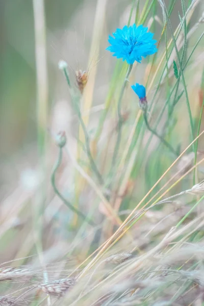 Василек синий в поле — стоковое фото