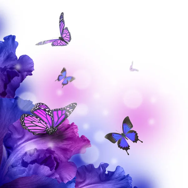 Удивительные бабочки Фея цветов — стоковое фото