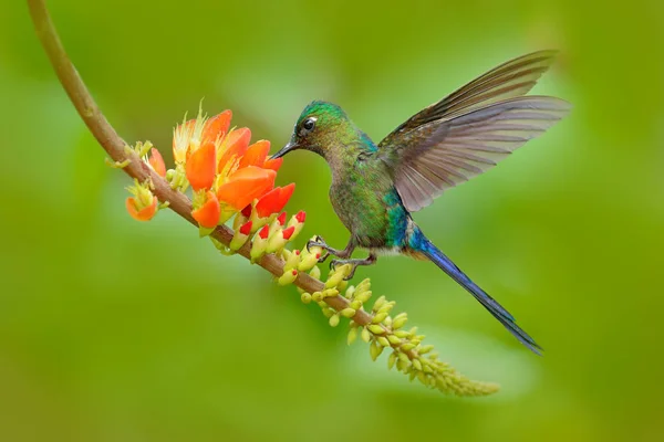 Hummingbird feeding nectar from flower — стоковое фото