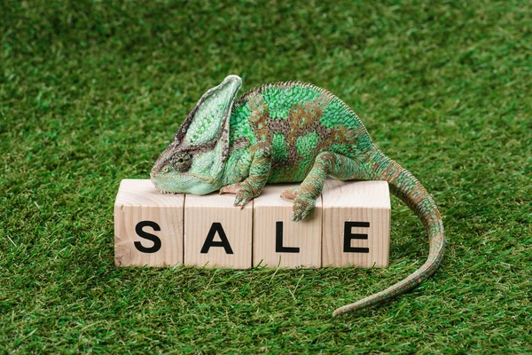 Beautiful Bright Green Chameleon Sitting Wooden Cubes Word Sale — стоковое фото
