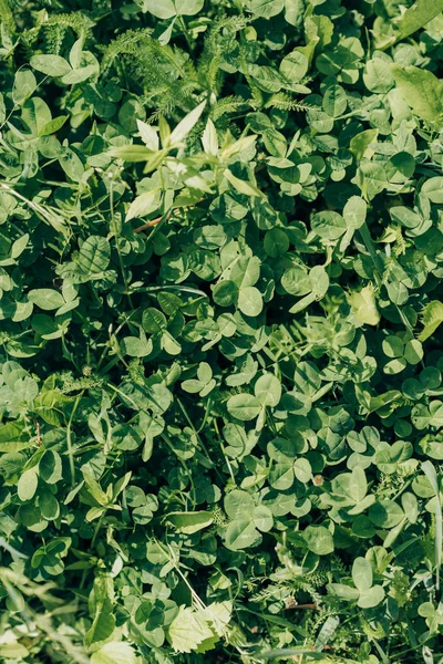 Полный Кадр Зеленой Травы Клевер Листья Фон — стоковое фото