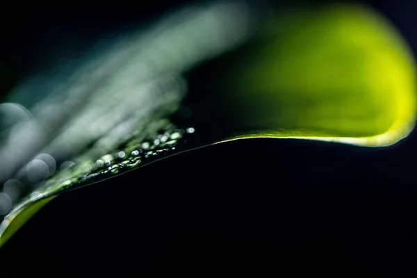 Макрос Вид Зеленых Мокрых Листьев Сложенные — стоковое фото
