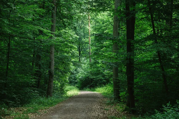 Path Green Beautiful Dark Forest Wurzburg Germany — стоковое фото