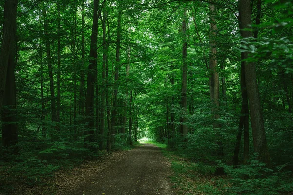 Path Green Dark Forest Wurzburg Germany — стоковое фото