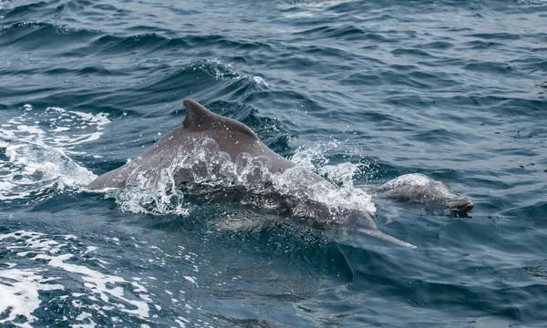 Close Dolphins Coastal Waters Musandam — стоковое фото