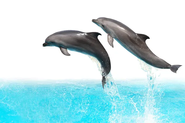 Прыжки дельфинов — стоковое фото