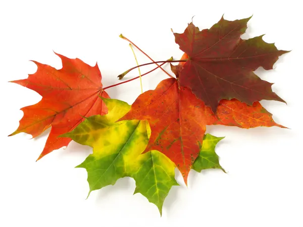 Осенние листья Лицензионные Стоковые Изображения
