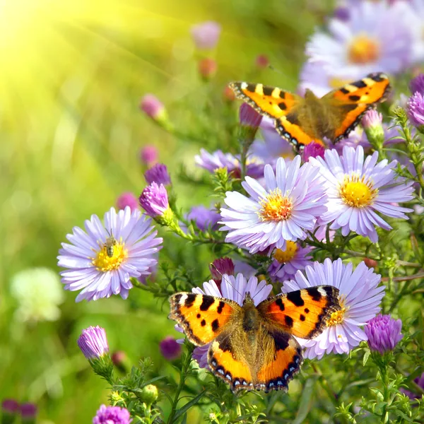 Две бабочки на цветах — стоковое фото