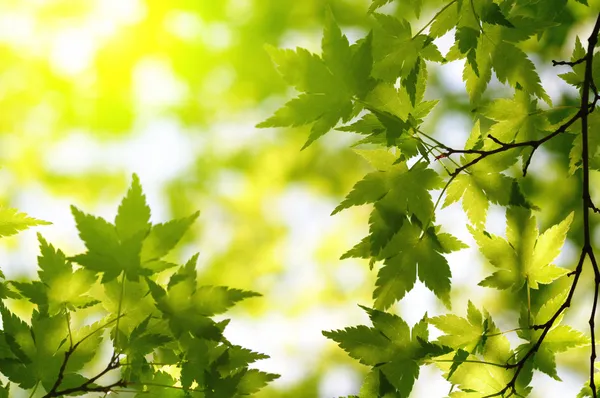 Зеленый клен листья с луч солнца Лицензионные Стоковые Изображения