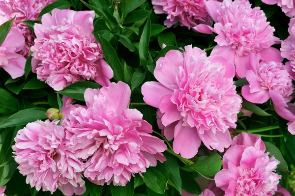 Букет свежих Розовые пионы — стоковое фото