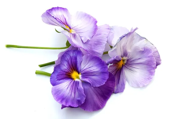 Весна фиолетовые анютины глазки на белом — стоковое фото