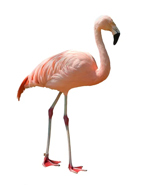 Изолированные Фламинго — стоковое фото