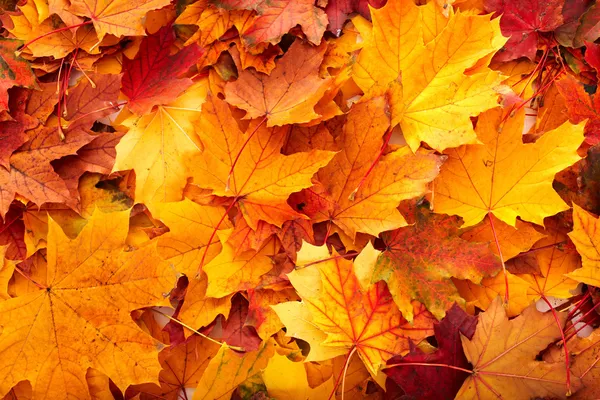 Справочная группа осенние листья оранжевый Лицензионные Стоковые Фото