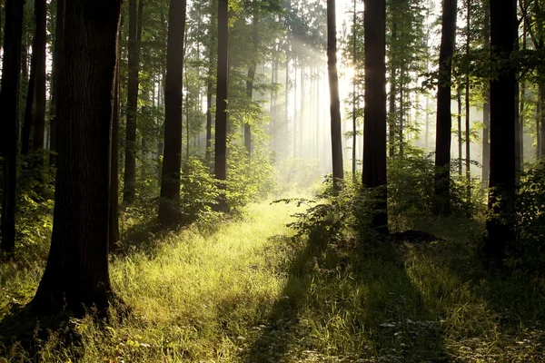 Солнечные лучи падают в лес — стоковое фото