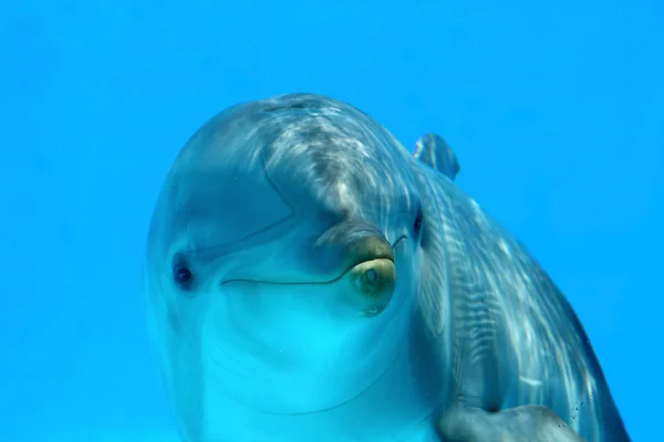 Забавный дельфин — стоковое фото
