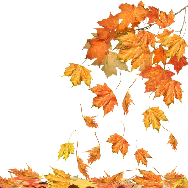 Филиал кленовых листьев, изолированные на белом фоне Стоковое Изображение