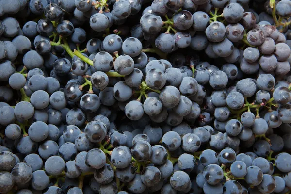 Фон из голубой винограда — стоковое фото