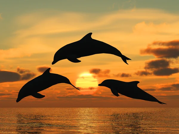 Дельфин желтый закат — стоковое фото