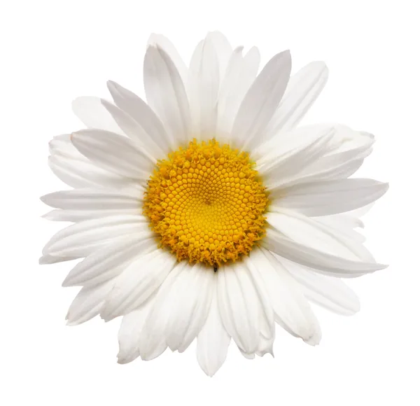 Цветок ромашки, изолированный на белом — стоковое фото
