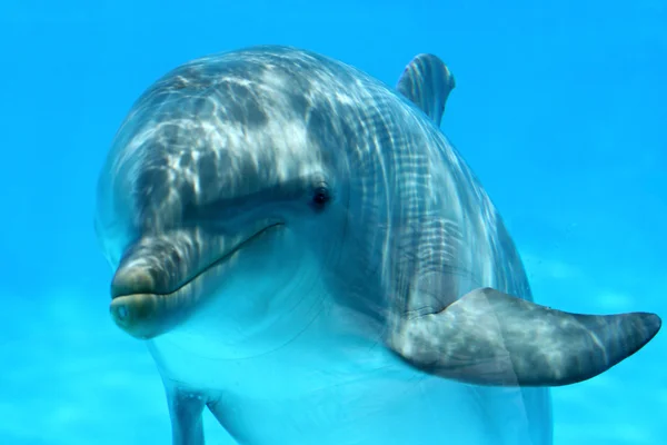 Сладкий Дельфин — стоковое фото