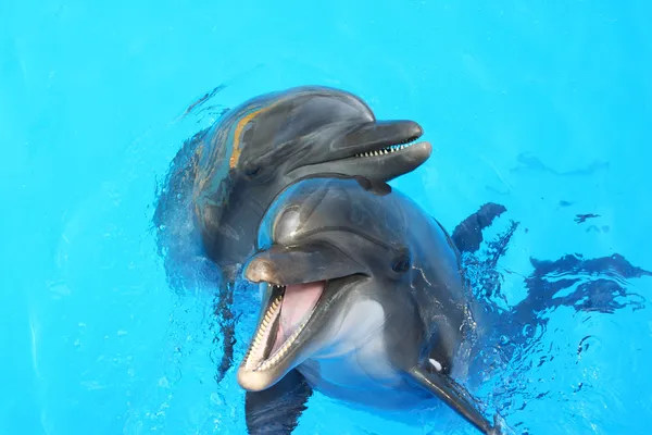 Два дельфина, плавание в бассейне — стоковое фото