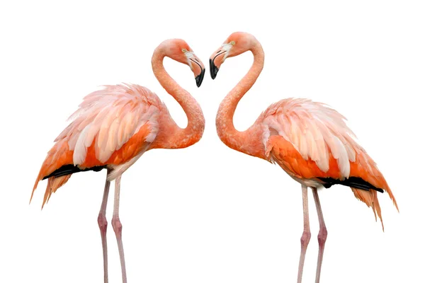 Две красивые Фламинго в любви — стоковое фото