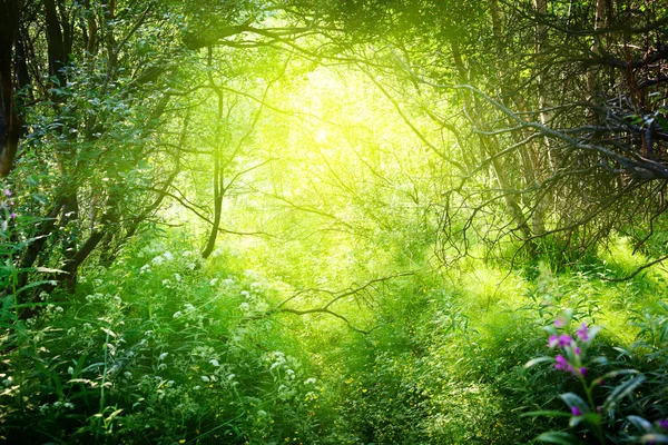 Солнечный день в глубоком лесу — стоковое фото