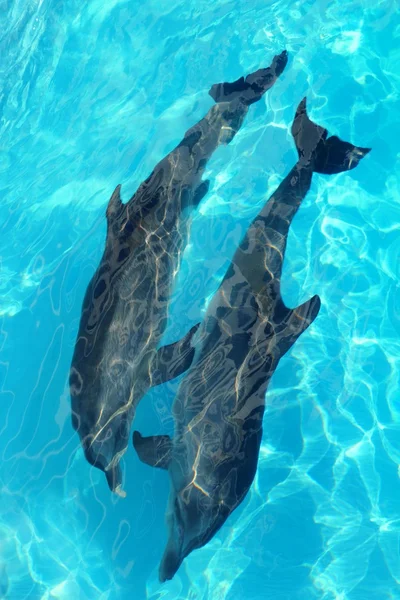 Дельфины пара верхней высокий угол зрения бирюзовые воды — стоковое фото