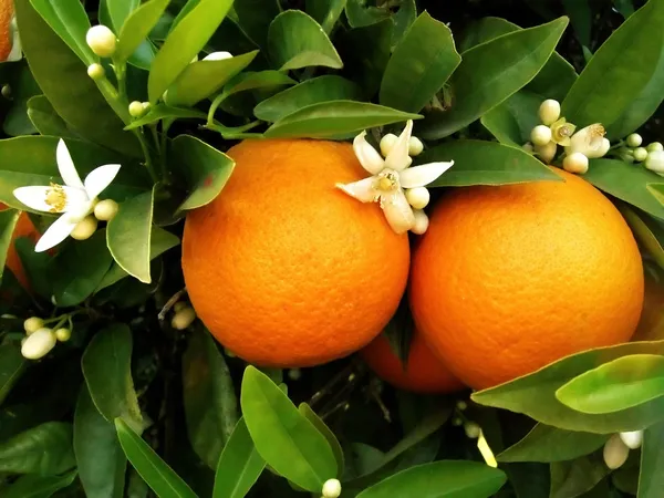 Два апельсины на апельсиновое дерево — стоковое фото