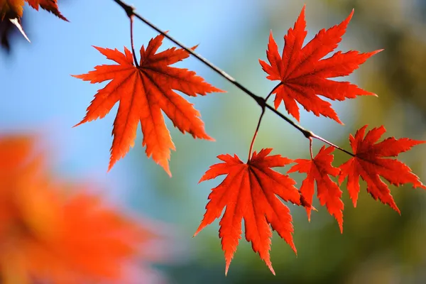 Осенние кленовые листья Стоковая Картинка