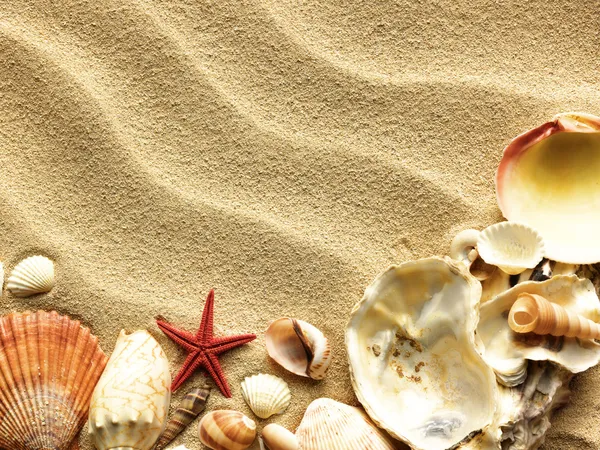Морские раковины на песке — стоковое фото