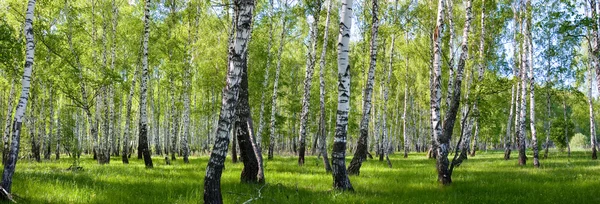 Летний березовый лесной пейзаж — стоковое фото