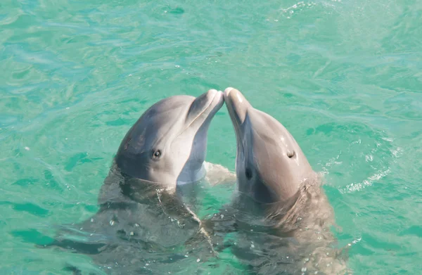 Поцелуй двух дельфинов — стоковое фото