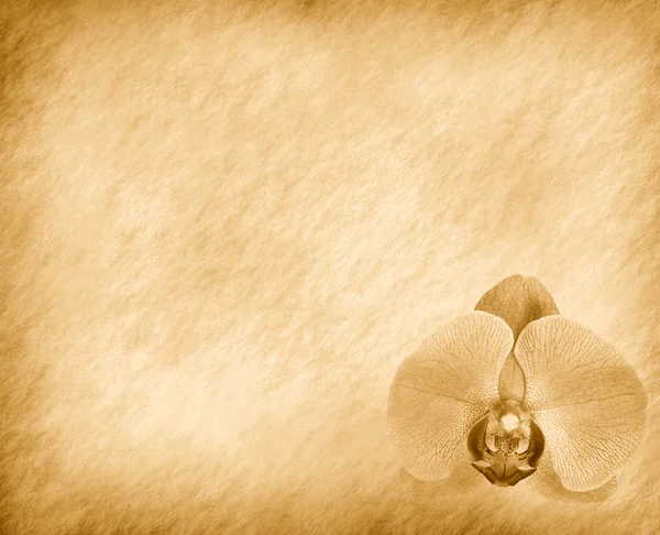 Винтажные обои обои фона с орхидеей — стоковое фото