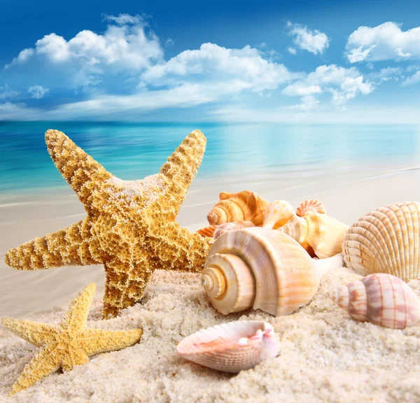 Морская звезда и морские ракушки на пляже Лицензионные Стоковые Фото