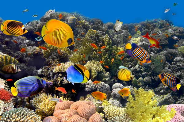 Кораллов и рыб — стоковое фото