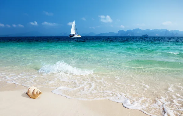 Раковина на острове Таиланд пляж пода — стоковое фото